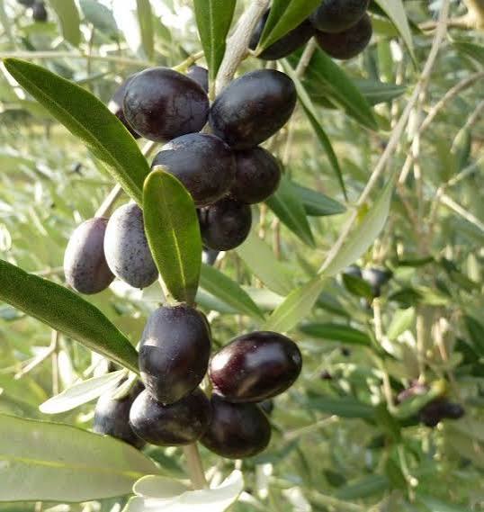 Leccino olive.