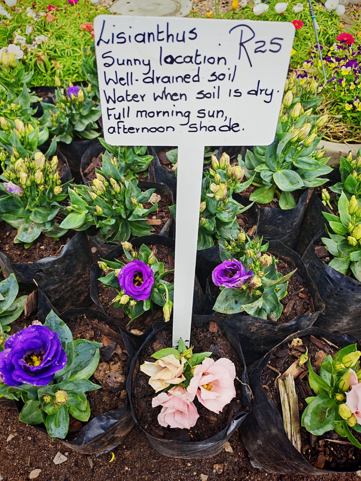 Lisianthus