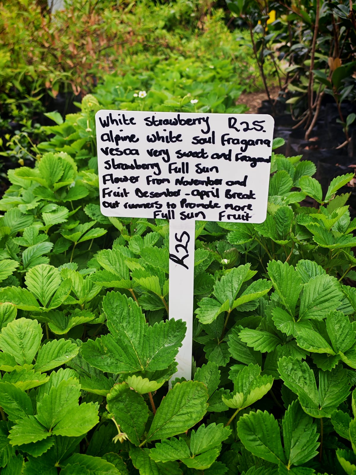 White Strawberry